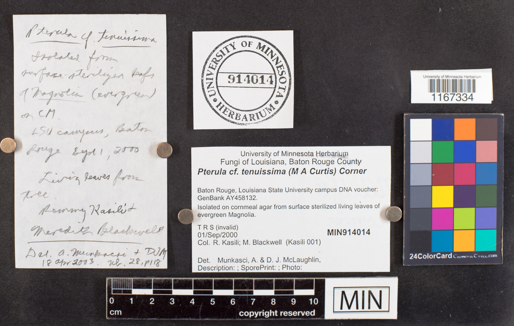 Pterulicium tenuissimum image