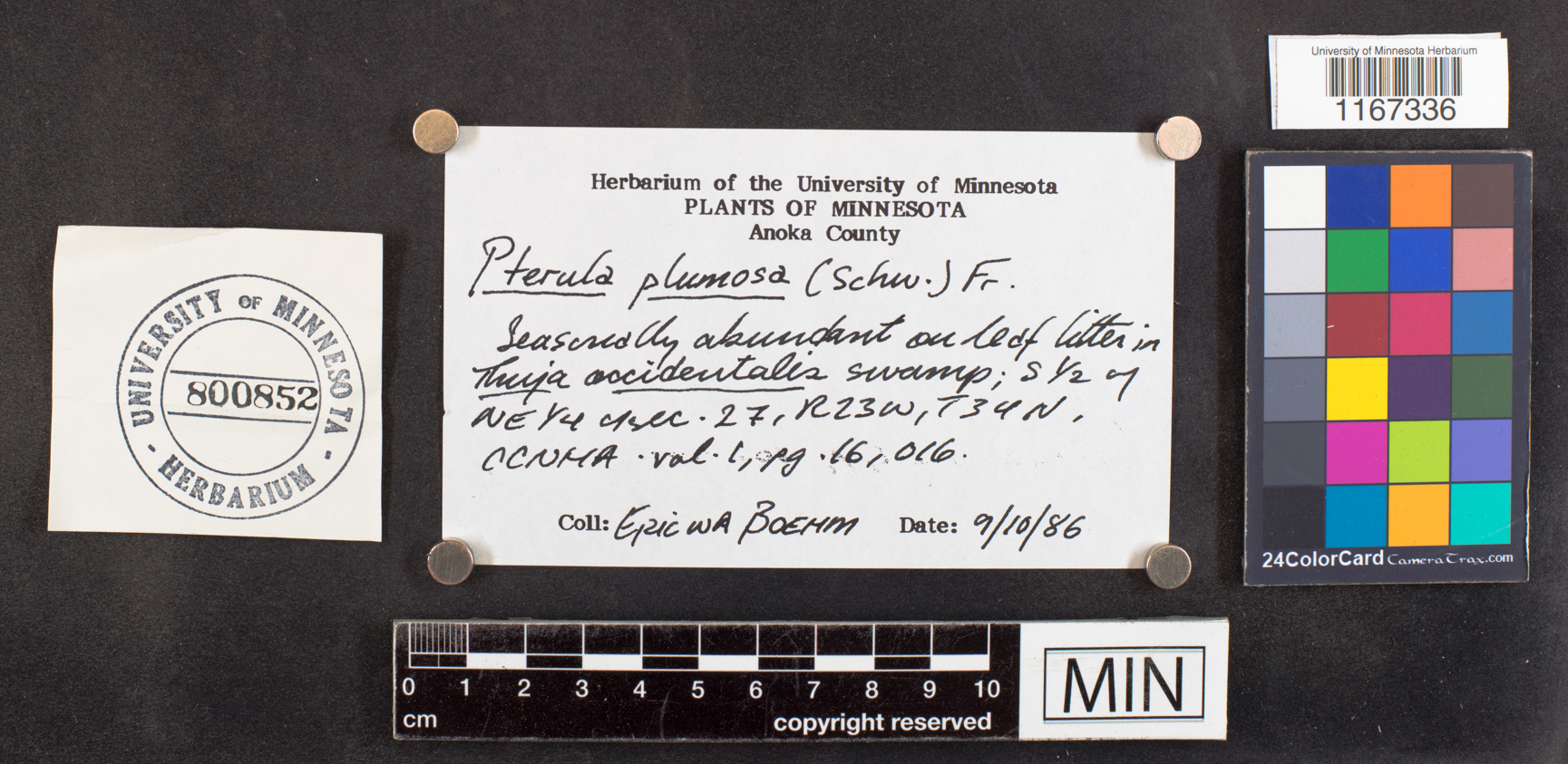 Pterula plumosa image