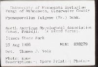 Pycnoporellus fulgens image