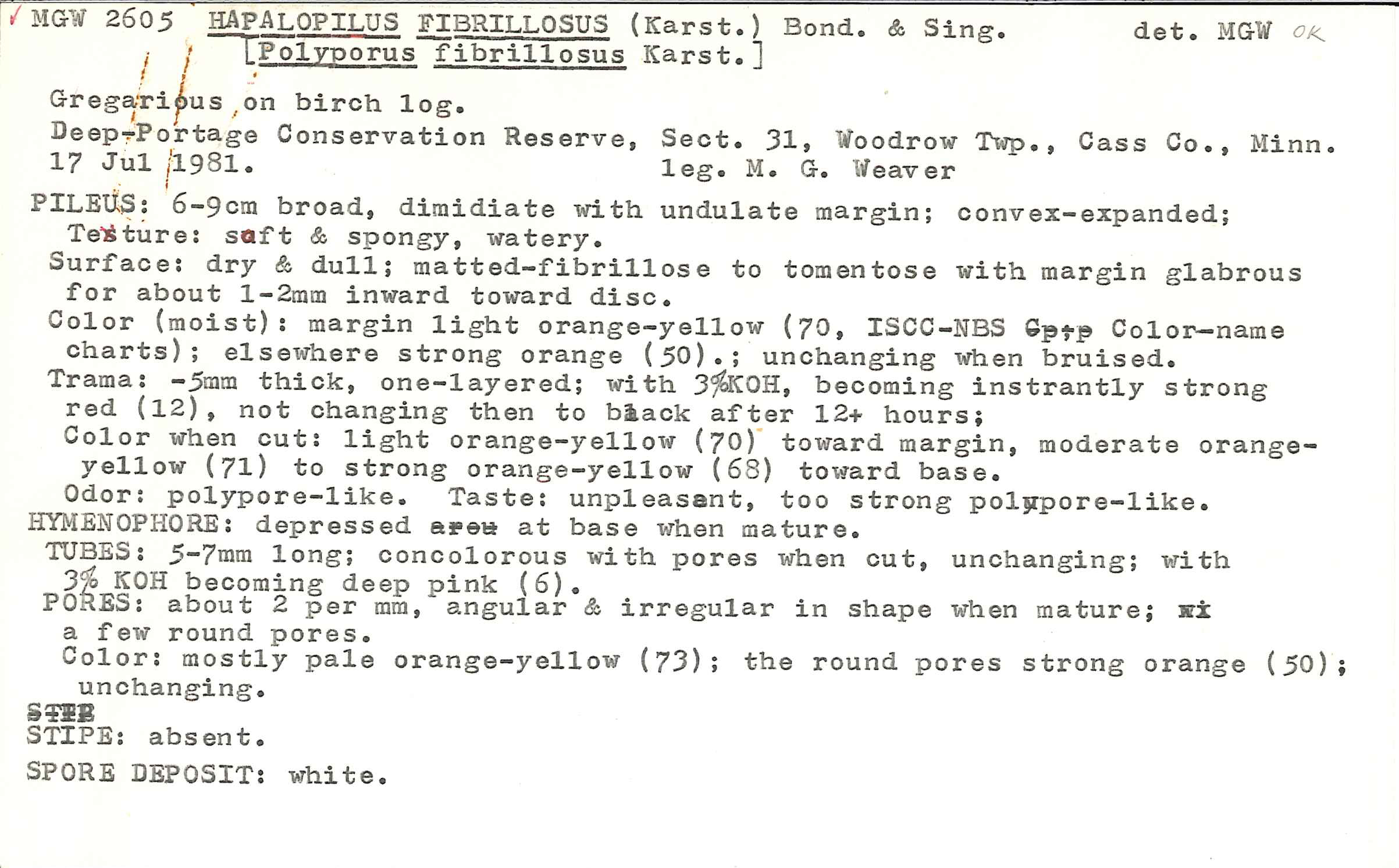 Pycnoporellus fulgens image