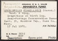 Pycnoporellus fulgens image