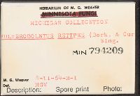 Retiboletus retipes image