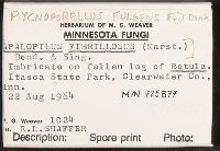 Pycnoporellus fulgens image