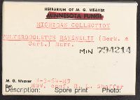 Pulveroboletus ravenelii image