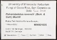 Pulveroboletus ravenelii image