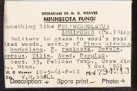 Aureoboletus auriporus image