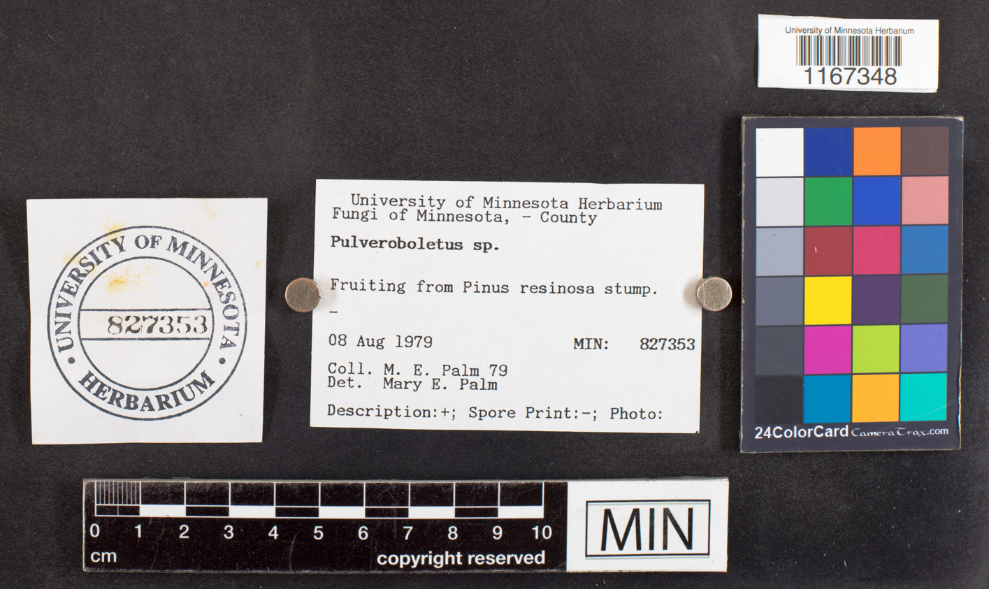 Pulveroboletus image