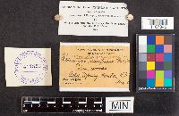 Aureoboletus auriporus image