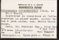 Pycnoporus cinnabarinus image