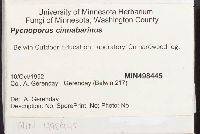 Pycnoporus cinnabarinus image