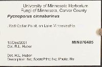 Pycnoporus cinnabarinus image