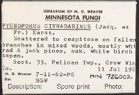 Pycnoporus cinnabarinus image