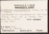 Pycnoporus cinnabarinus image