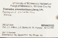 Pycnoporus cinnabarinus image