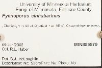 Pycnoporus cinnabarinus image