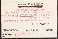 Pycnoporellus fulgens image