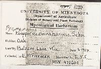 Pycnoporus cinnabarinus image