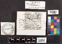 Pycnoporus cinnabarinus image