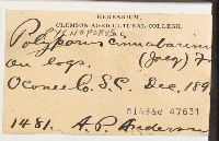 Pycnoporus cinnabarinus image