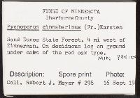 Pycnoporus cinnabarinus image