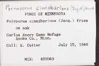 Pycnoporus cinnabarinus image