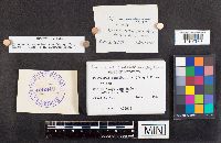 Pycnoporus cinnabarinus image