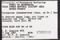 Pycnoporus cinnabarinus image