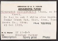 Pycnoporus cinnabarinus image