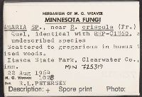 Ramaria crispula image