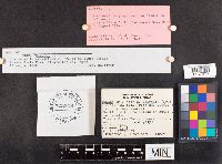 Ramaria crispula image