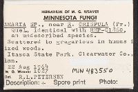 Ramaria crispula image