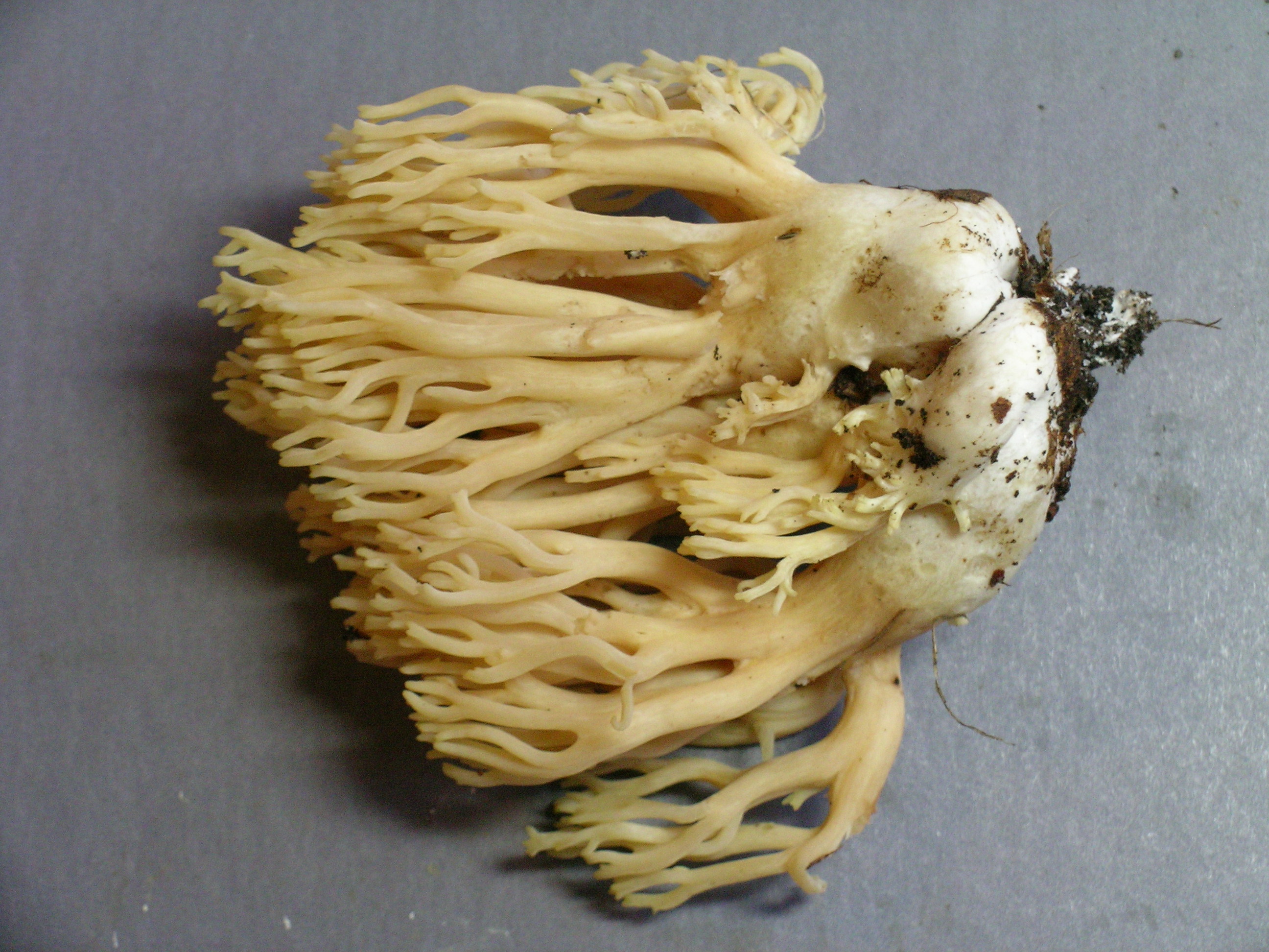 Ramaria acrisiccescens image