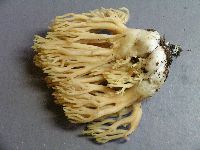Image of Ramaria acrisiccescens