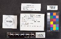 Ramaria acrisiccescens image