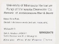 Ramaria acrisiccescens image