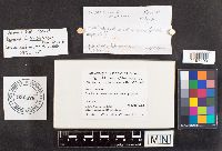 Ramaria acrisiccescens image