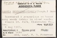 Ramaria abietina image