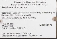 Entoloma strictius image