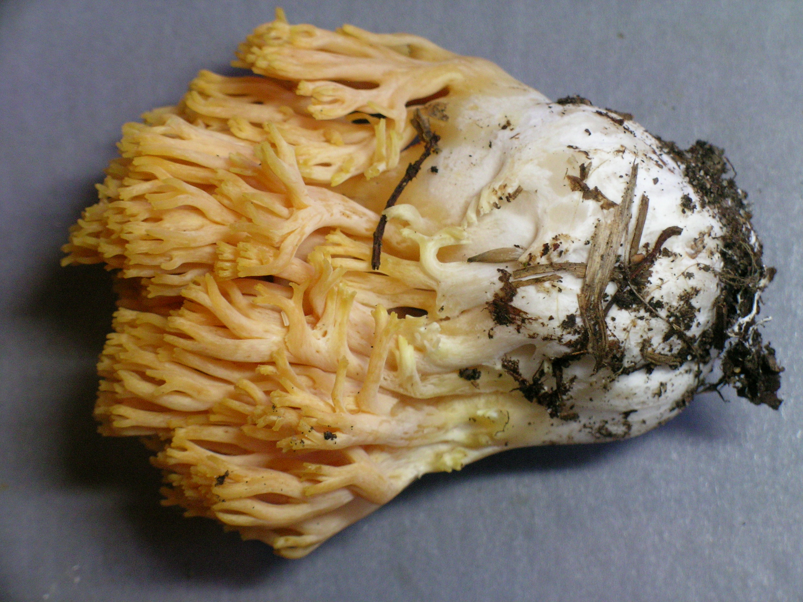 Ramaria cyaneigranosa image
