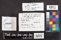 Ramaria cyaneigranosa image