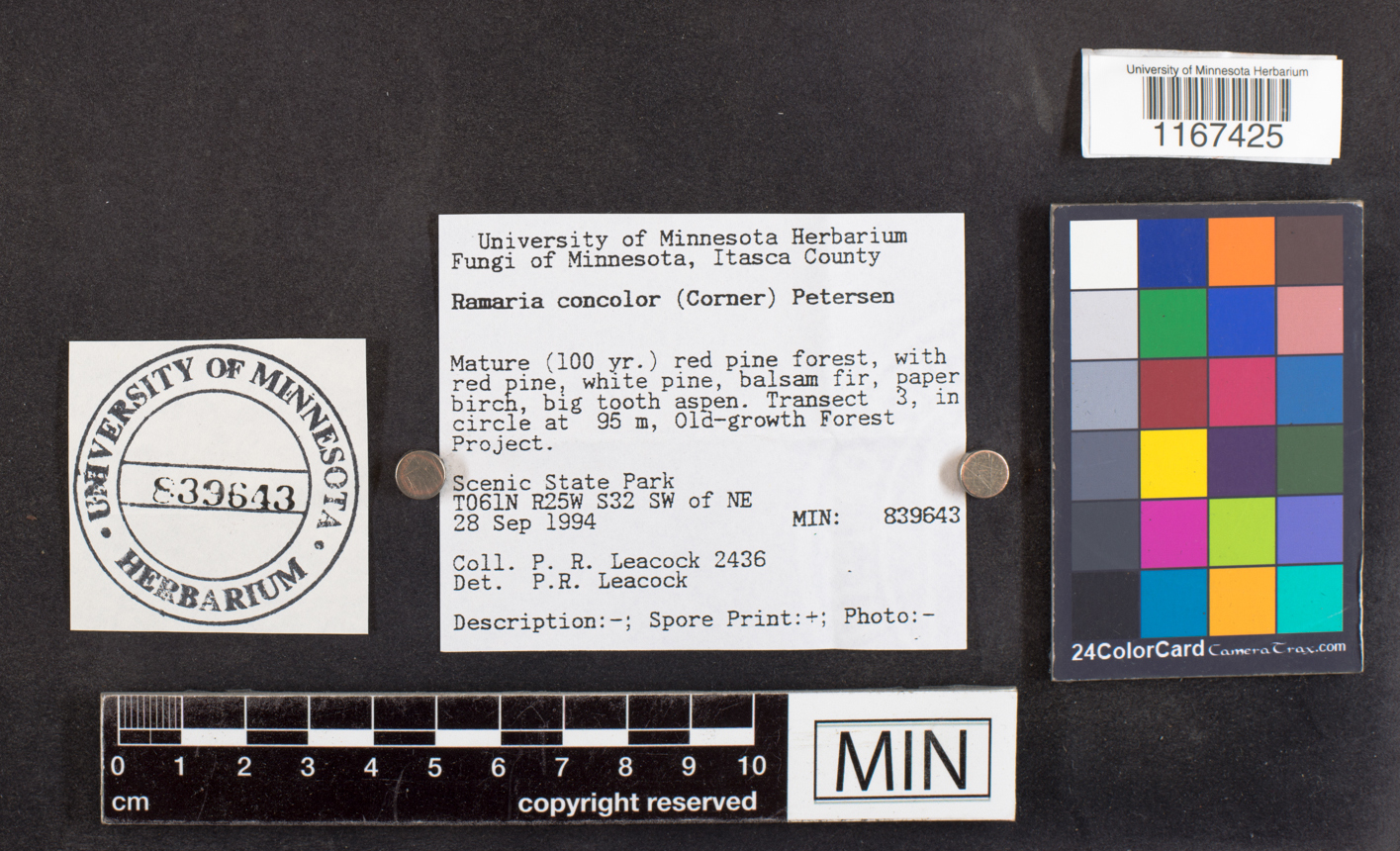 Ramaria concolor image