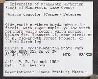 Ramaria concolor image