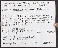 Ramaria concolor image