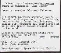 Ramaria concolor image