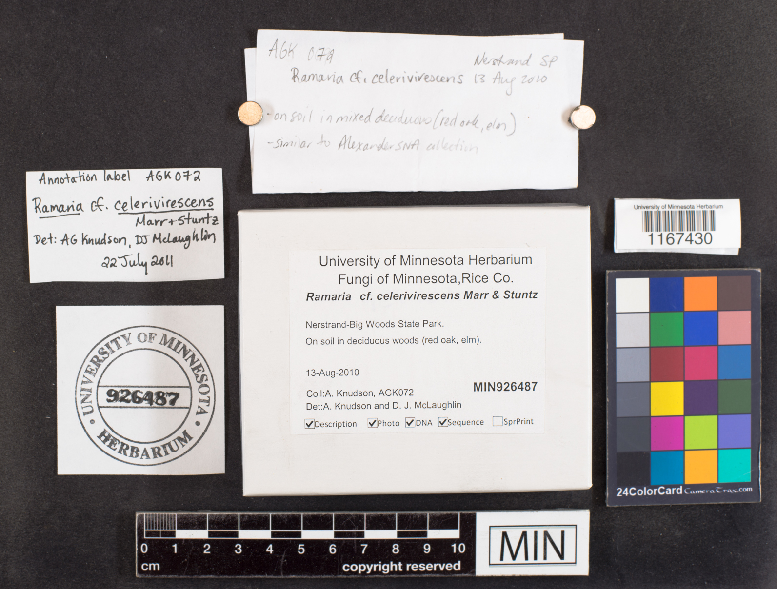 Ramaria celerivirescens image