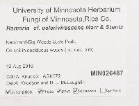 Ramaria celerivirescens image