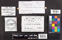 Ramaria flavobrunnescens image