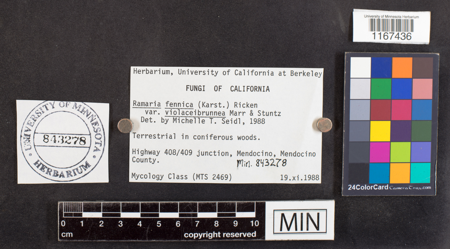 Ramaria violaceibrunnea image