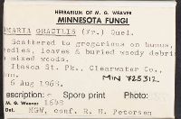 Ramaria gracilis image