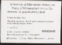 Ramaria gracilis image